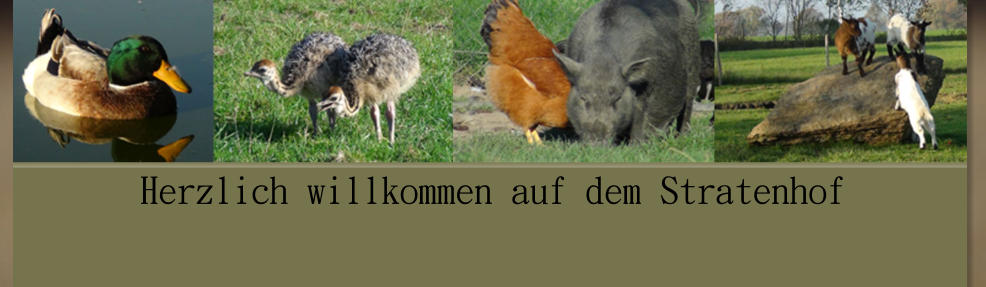 Herzlich willkommen auf dem Stratenhof